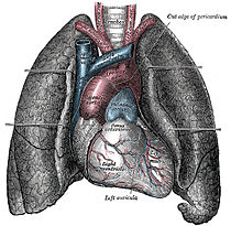 210px Heart And Lungs