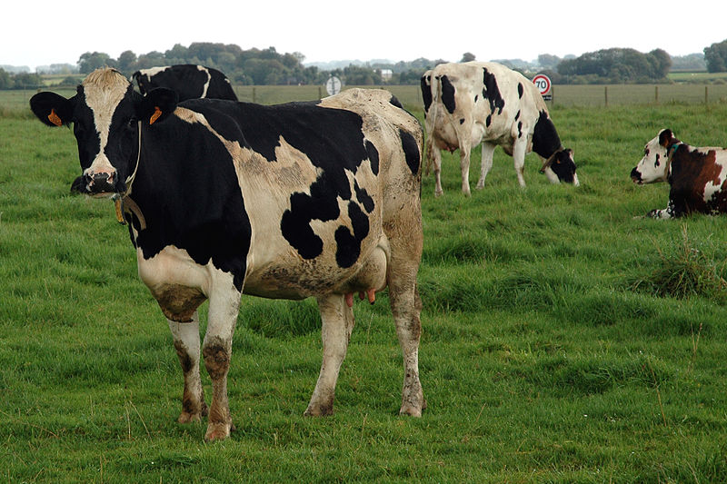 Fvonk dich frei – im Gespräch mit Antonia Osberger