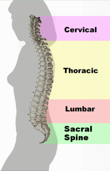 220px Spinal Column Curvature 2011