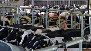 “Milchflut” zeigt, wie europäische Agrarpolitik heimische BäuerInnen und ihre KollegInnen in den Ländern des Südens in die Armut treibt.