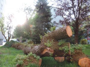 Nachtfahrt aka Perlentaucher: Bäume schlagen aus