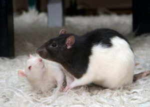 Ratten In Love