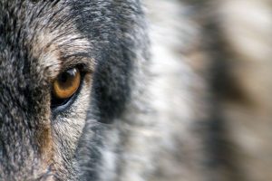 Hunderunde: Wölfe und andere Wunder