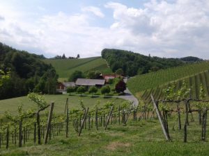 Außi g’schaut: Eine landschaftsplanerische Weinwanderung durch die Südsteiermark