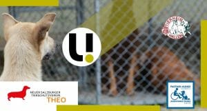 unerhört! Tierheime in Zeiten von Corona / Ausbildung von Partnerhunden