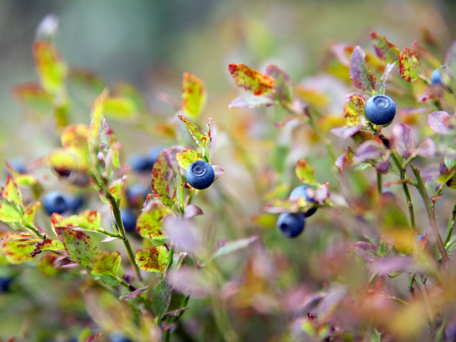 Heidelbeeren