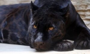 Panther Sind Eben Auch Leoparden 768×461