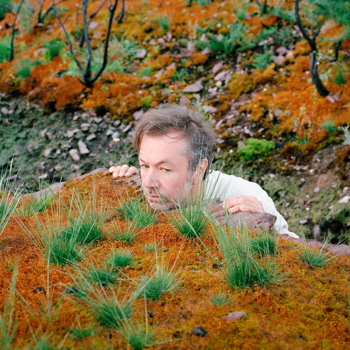 Hörenswert: Fabiola – „The Mushroom Type“